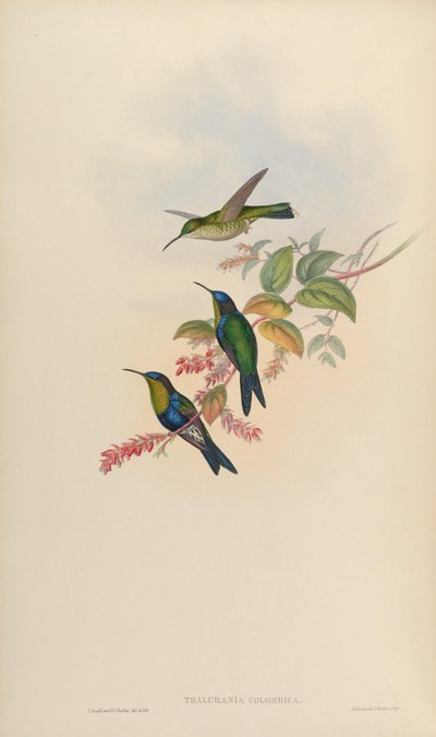 Thalurania colombica - John Gould